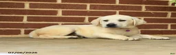 Labrador Retriever dogs for sale: Becky - Ad 4