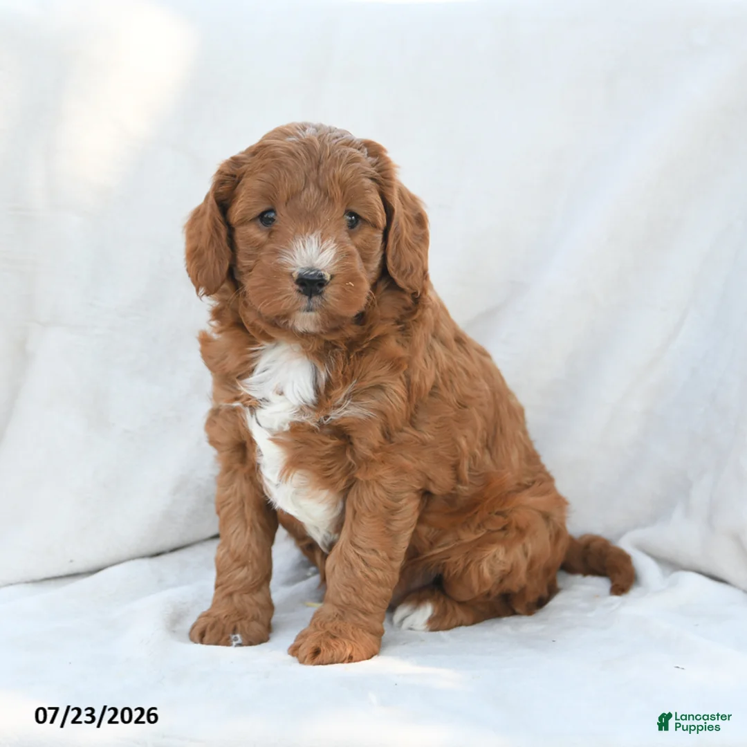 Mini Goldendoodle dogs for sale: Pearl - Ad 2