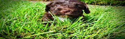 Havapoo dogs for sale: Hershey - Ad 10