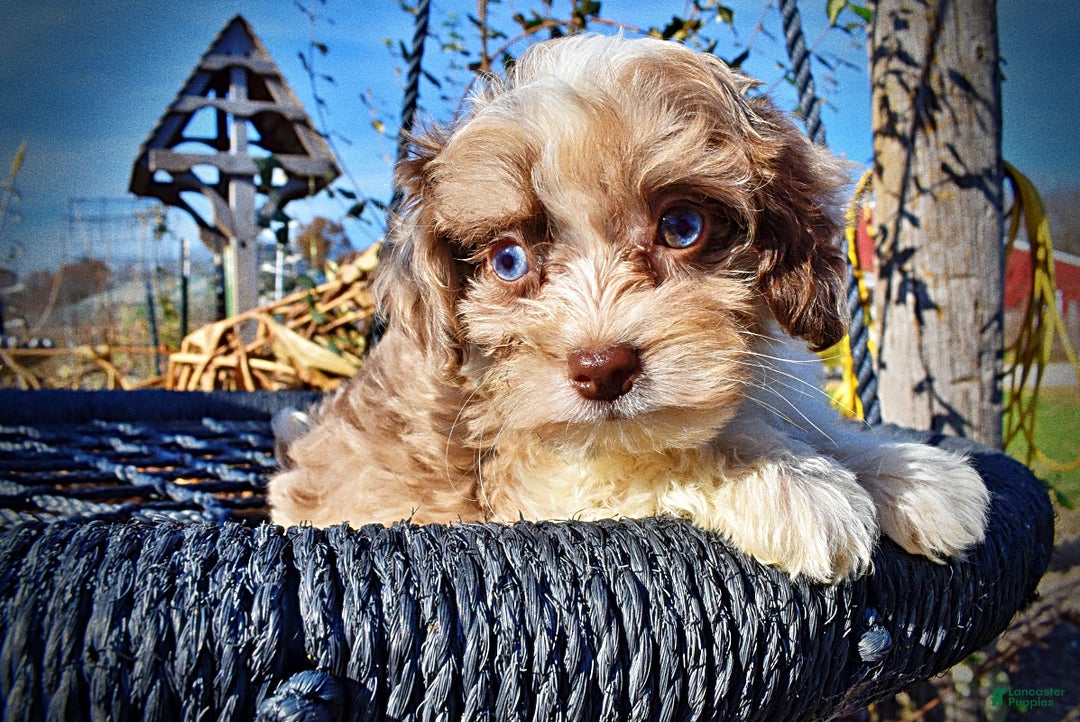 Havapoo dogs for sale: Olivia - Ad 4