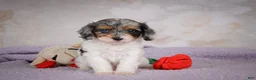 Cavapoo dogs for sale: Molly - Ad 12