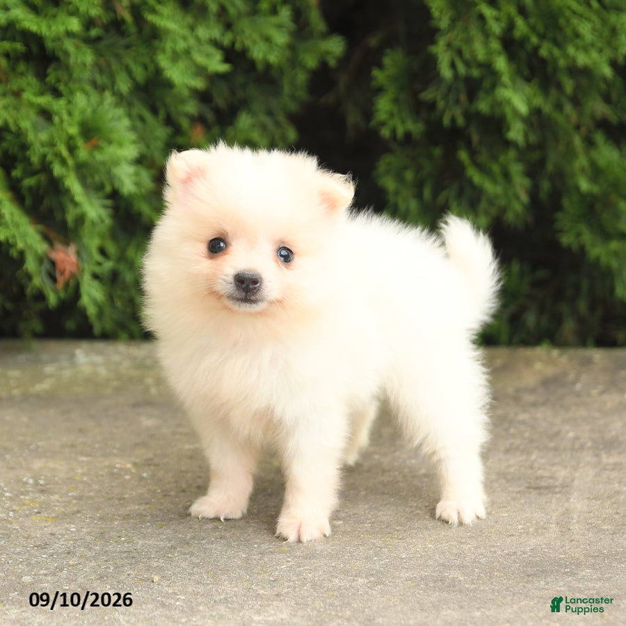 Pomeranian dogs Marshmallow - Ad 2