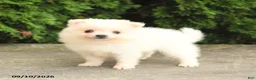 Pomeranian dogs for sale: Marshmallow - Ad 2