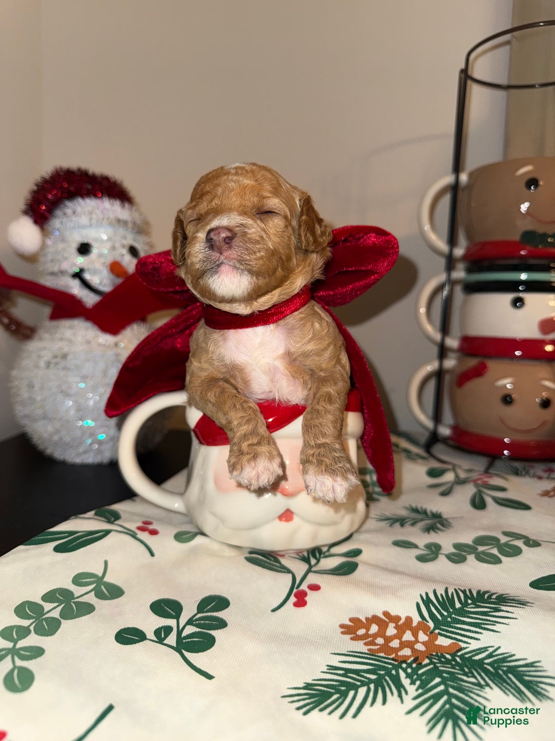 Toy Poodle dogs for sale: Remy - Ad 5