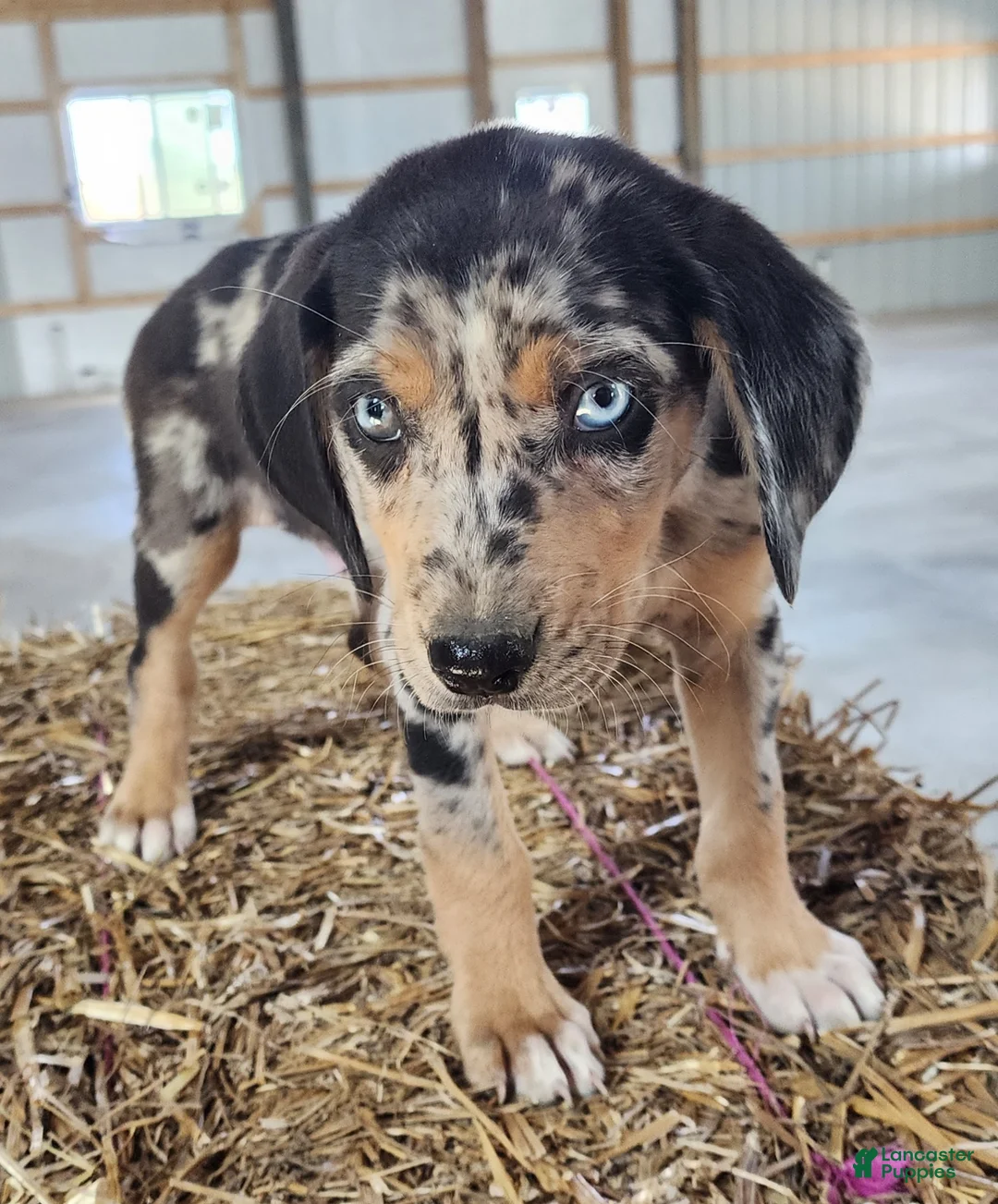 Catahoula Leopard Dog dogs for sale: Duchess 2026 Male 3 - Ad 2