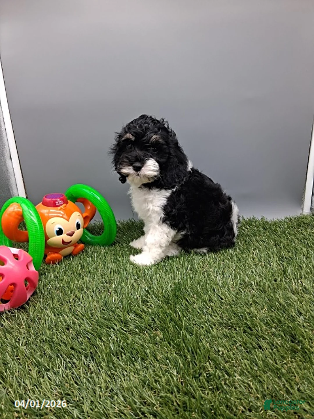 Cockapoo dogs for sale: Sparky - Ad 2