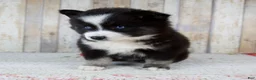 Pomsky dogs for sale: Bella - Ad 4