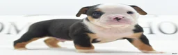 Mixed Breed dogs for sale: Diesel - Ad 17