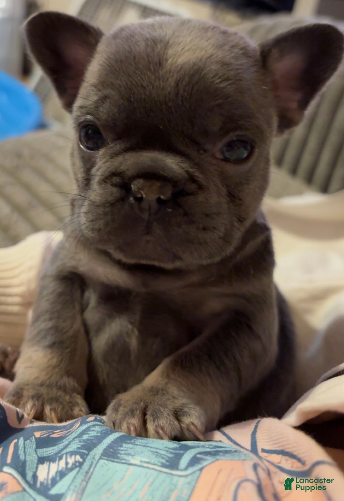 French Bulldog dogs French Bulldog Puppy 6 - Ad 2