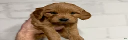 Mini Goldendoodle dogs for sale: Fudge - Ad 1