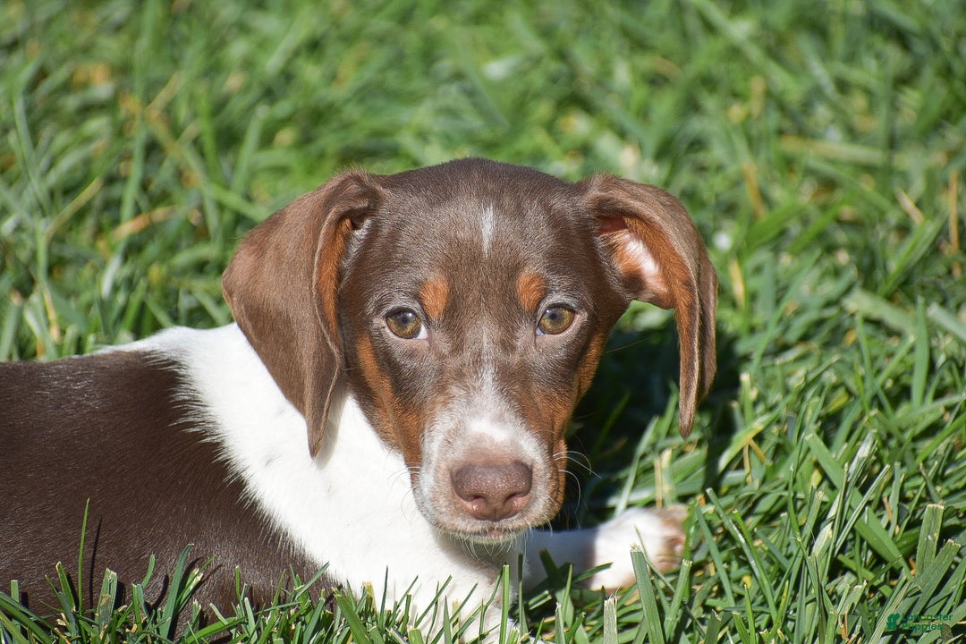 Dachshund dogs for sale: Bandit - Ad 1