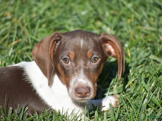 Dachshund dogs Bandit - Ad 12
