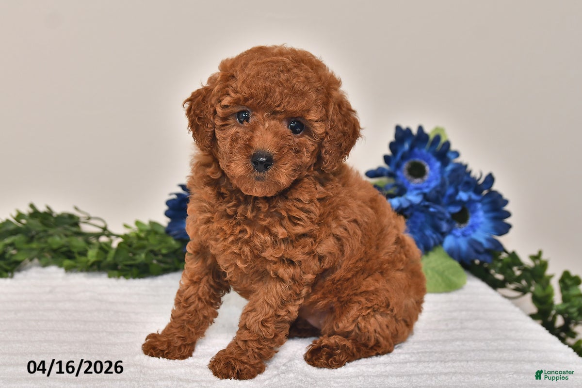 Miniature Poodle dogs Penny - Ad 1