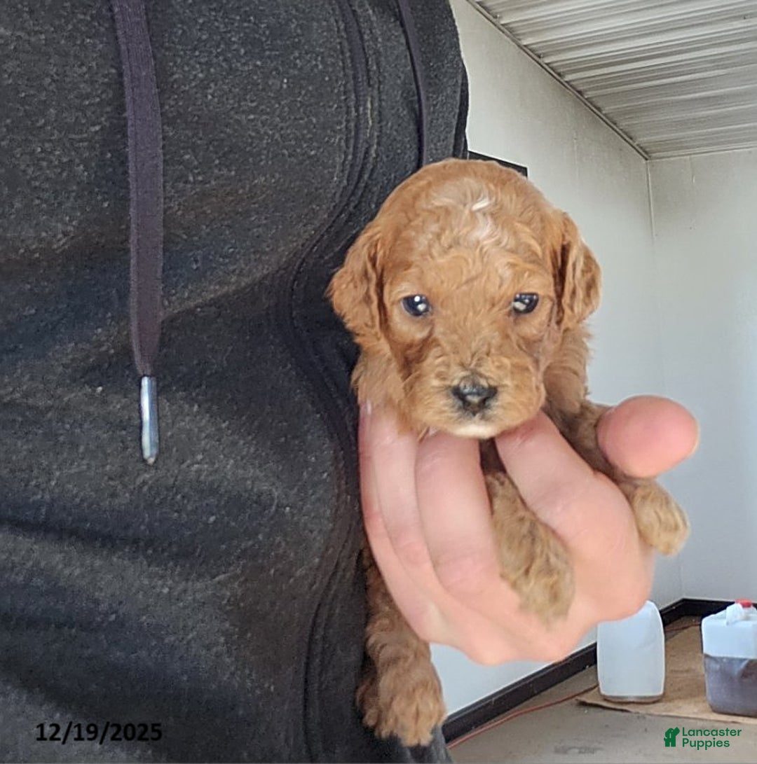 Cavapoo dogs for sale: Tango - Ad 4