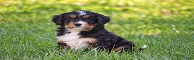 Sutton - Mini Bernedoodle