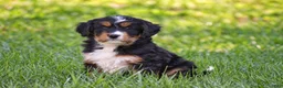 Mixed Breed dogs for sale: Sutton - Mini Bernedoodle - Ad 1