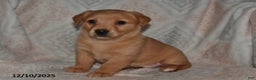Mixed Breed dogs for sale: Ruby - Ad 4