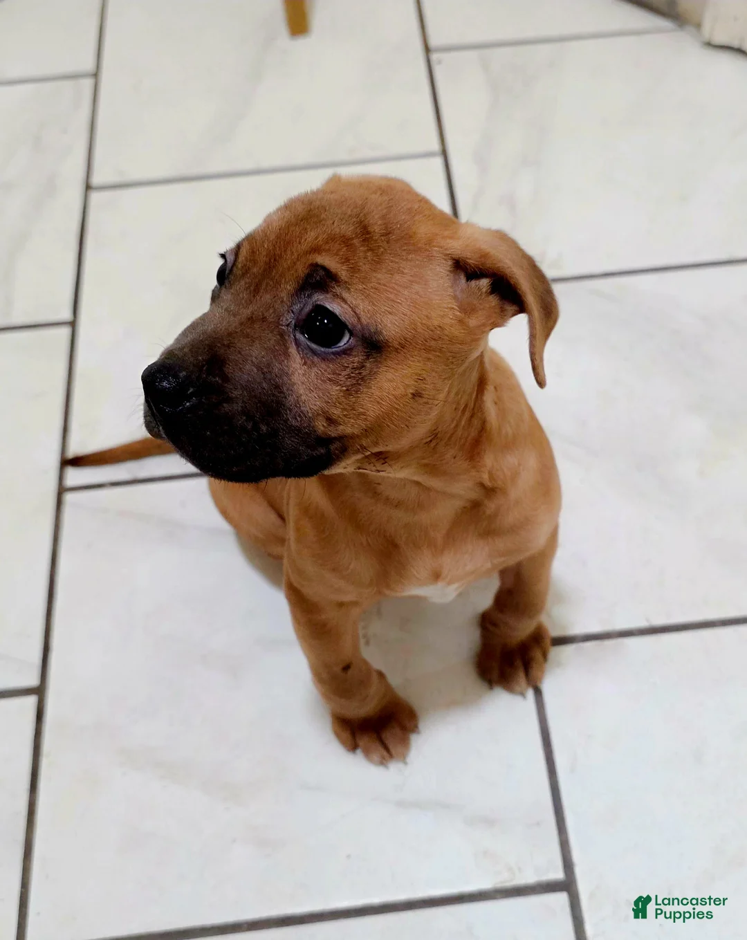 Mixed Breed dogs for sale: Rose 🌹  - Ad 1