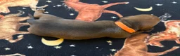 Dachshund dogs for sale: Bella - Ad 3