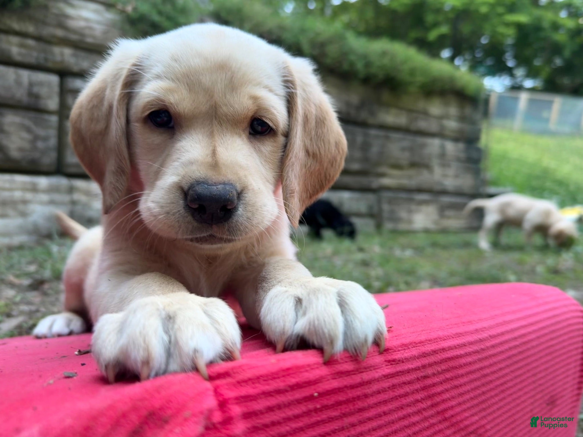 Labrador Retriever dogs Yellow female - Ad 41