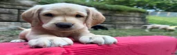 Labrador Retriever dogs for sale: Yellow female - Ad 1
