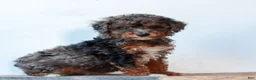 Miniature Poodle dogs for sale: Carley  - Ad 1