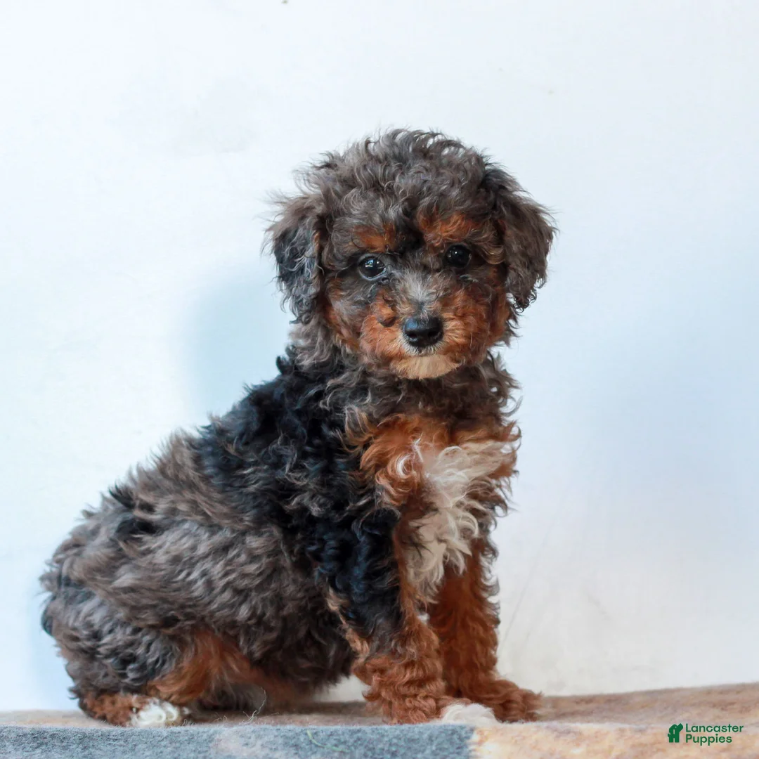 Miniature Poodle dogs for sale: Carley  - Ad 1