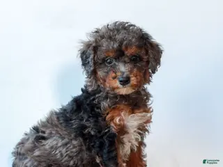Miniature Poodle dogs for sale: Carley - Ad 2