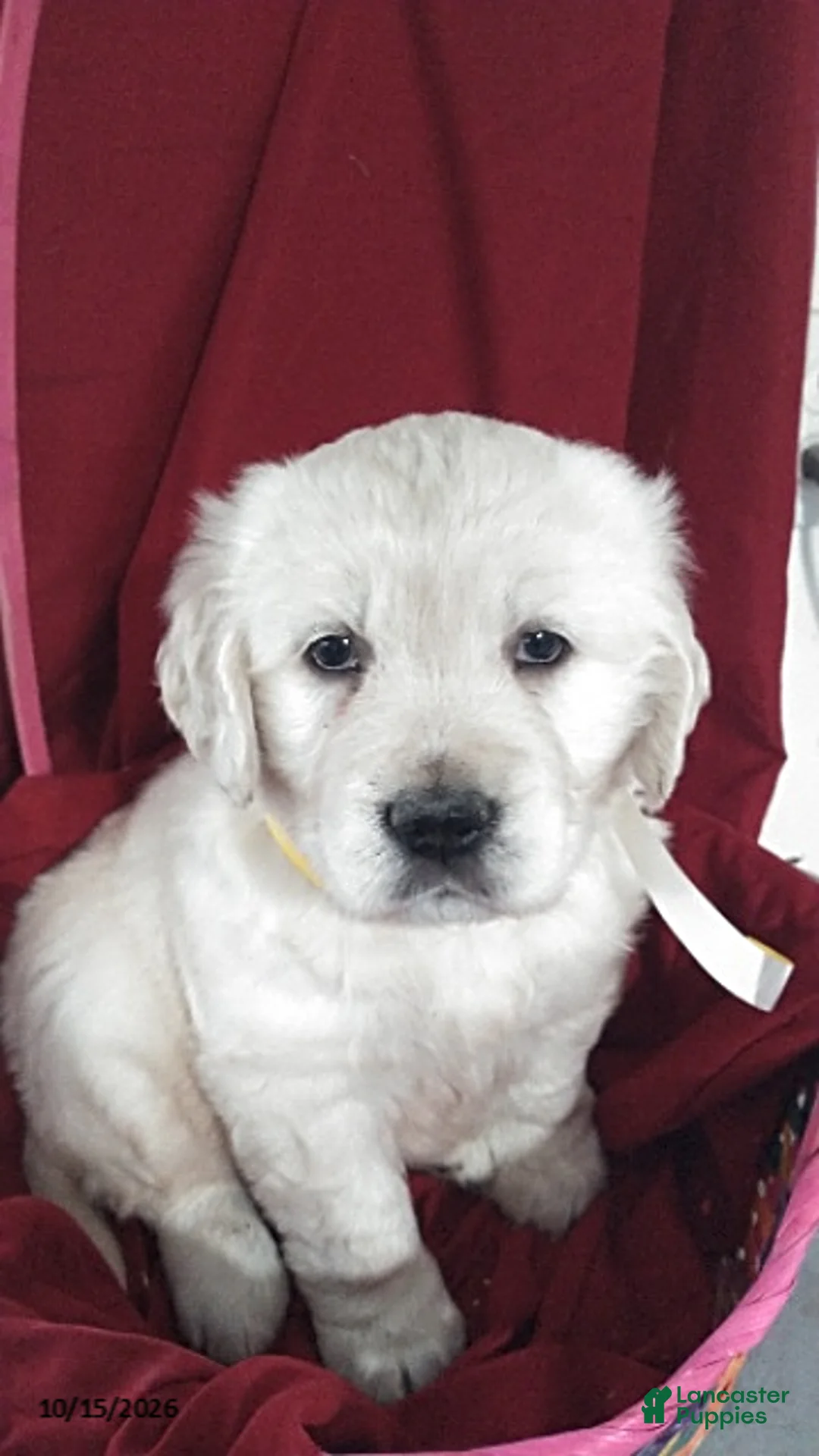 Golden Retriever dogs for sale: Annabelle - Ad 1