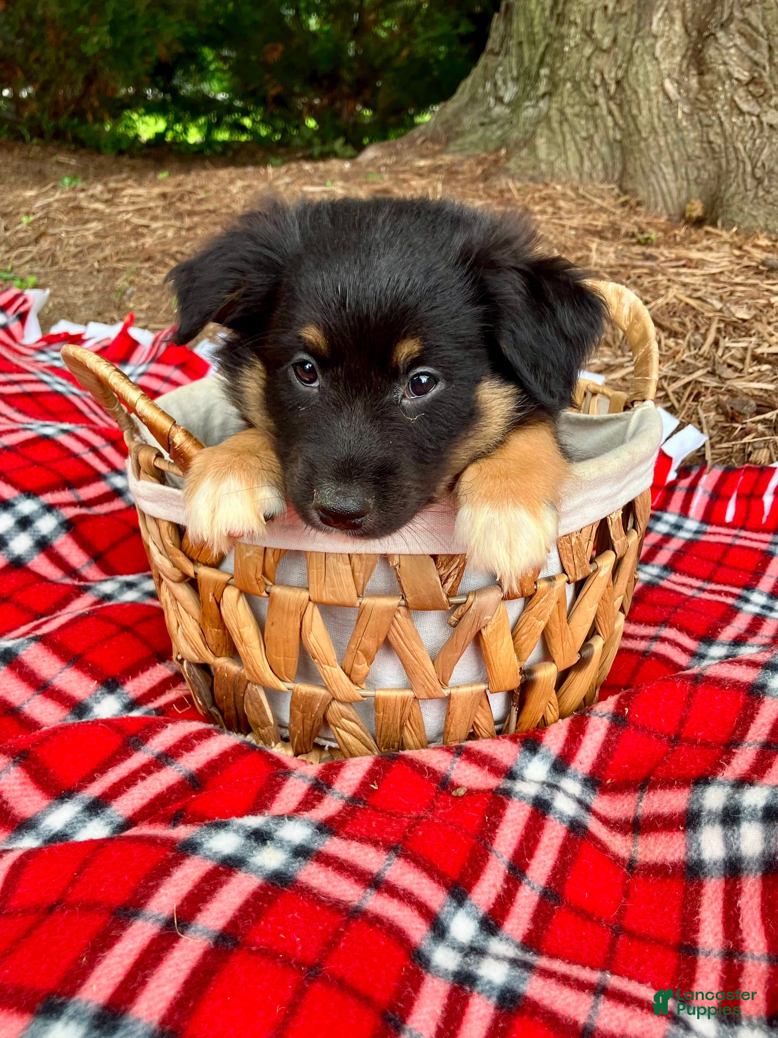 Miniature Australian Shepherd dogs Archie - Ad 2