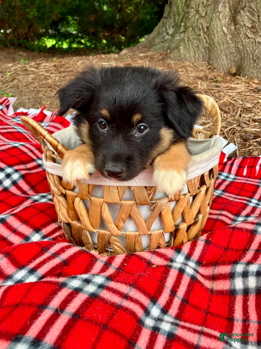 Miniature Australian Shepherd dogs for sale: Archie - Ad 2