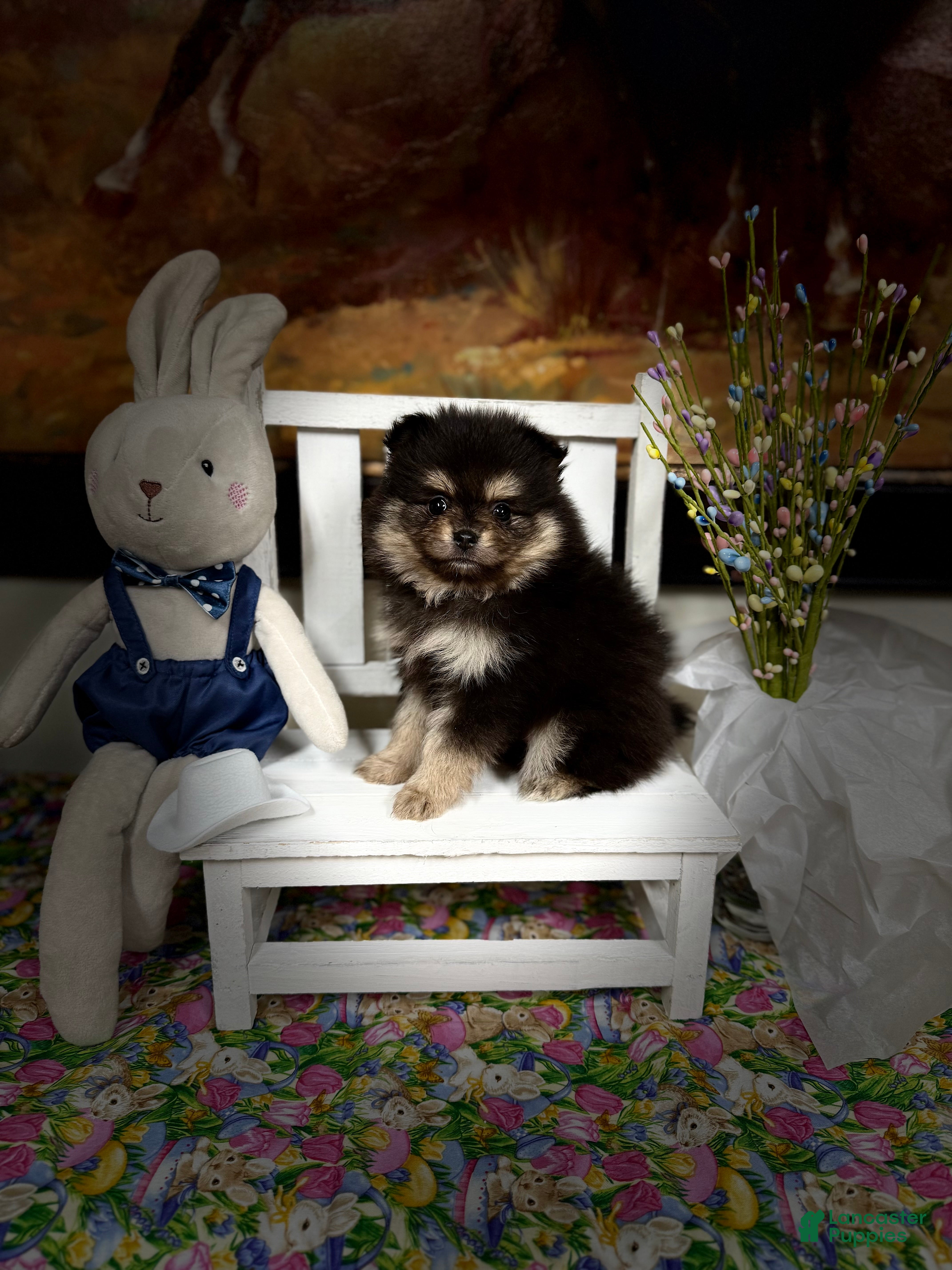 Pomeranian dogs Fiona  - Ad 1