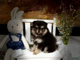 Pomeranian dogs for sale: Fiona - Ad 3