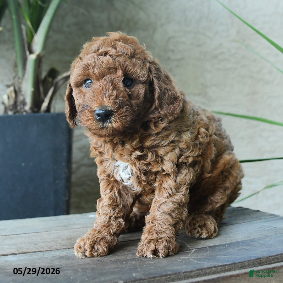 Miniature Poodle dogs Galileo - Ad 1