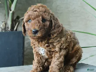 Miniature Poodle dogs for sale: Galileo - Ad 2