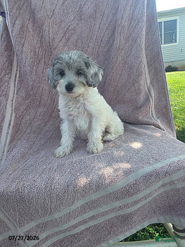 Toy Poodle dogs Poppy - Ad 1