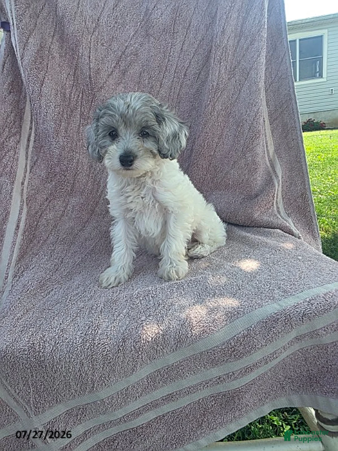 Toy Poodle dogs for sale: Poppy - Ad 1