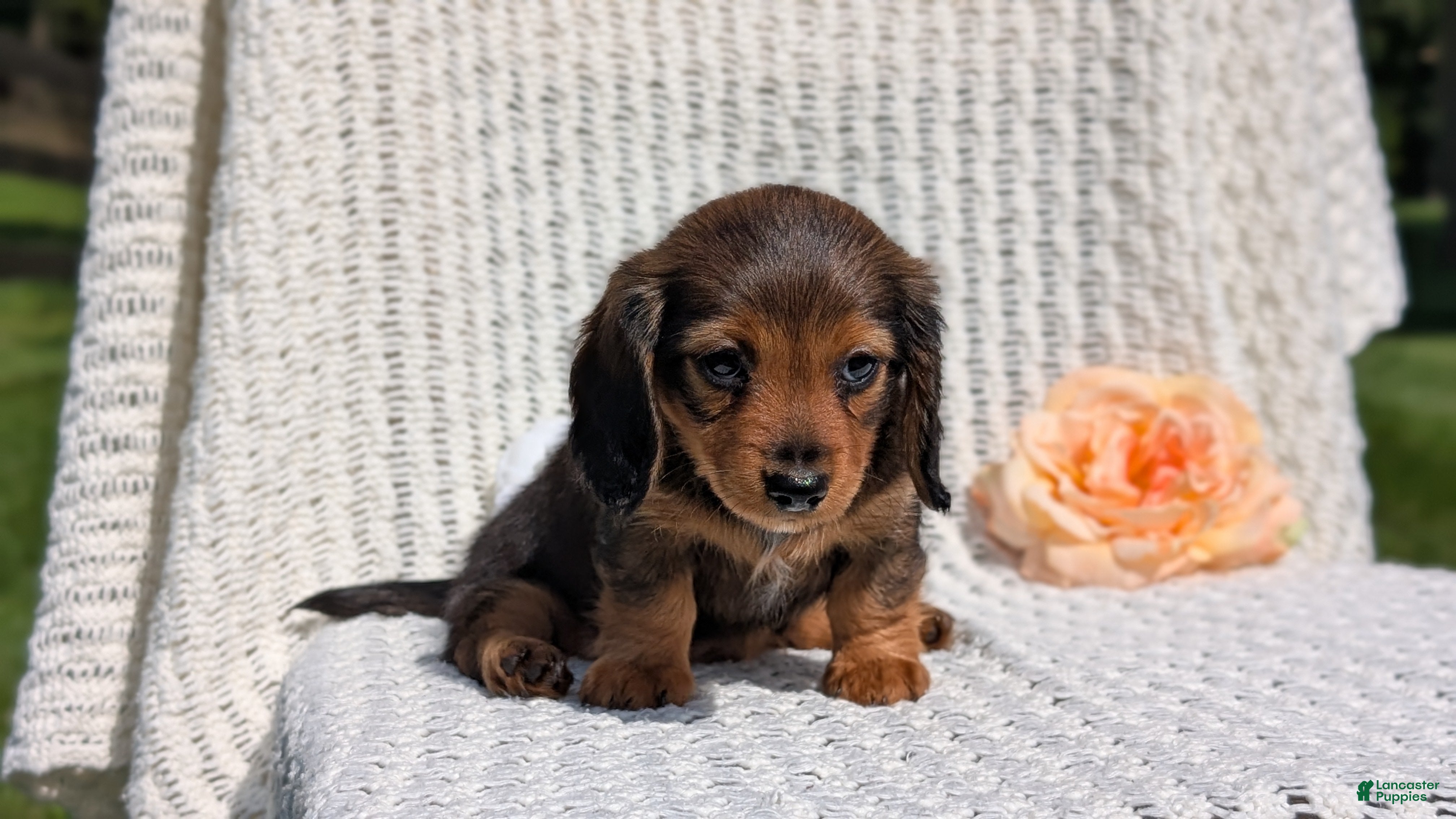 Miniature Dachshund dogs Rori - Ad 2