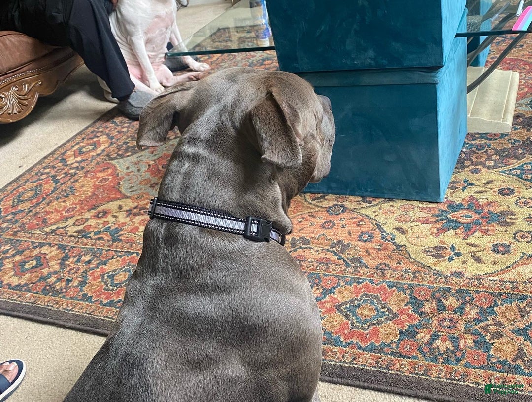 American Bully dogs for sale: Bella (Yellow) ABKC Blue - Ad 15