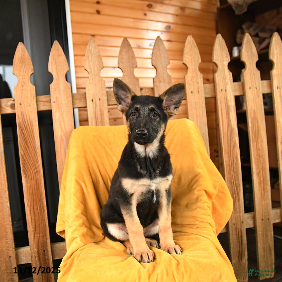 German Shepherd dogs for sale: Royal - Ad 1