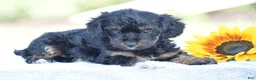 Yorkiepoo dogs for sale: Anya - Ad 3