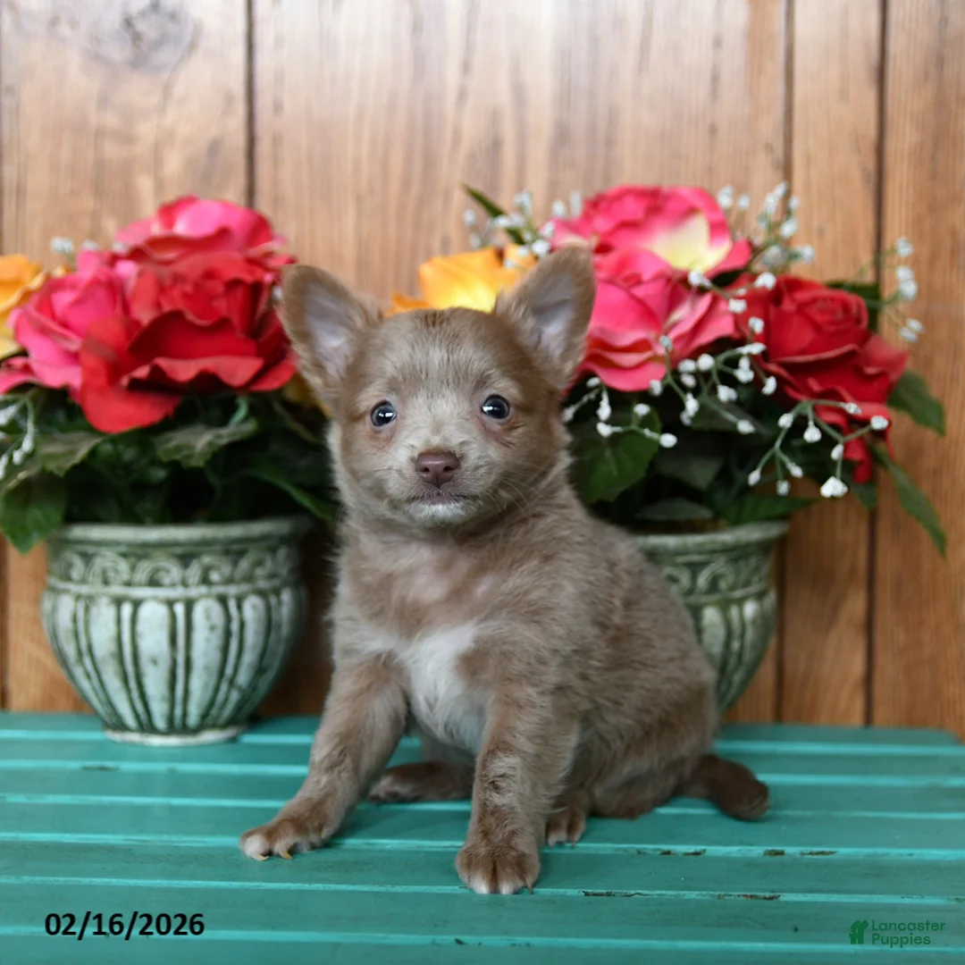 Chihuahua dogs for sale: Lion - Ad 3
