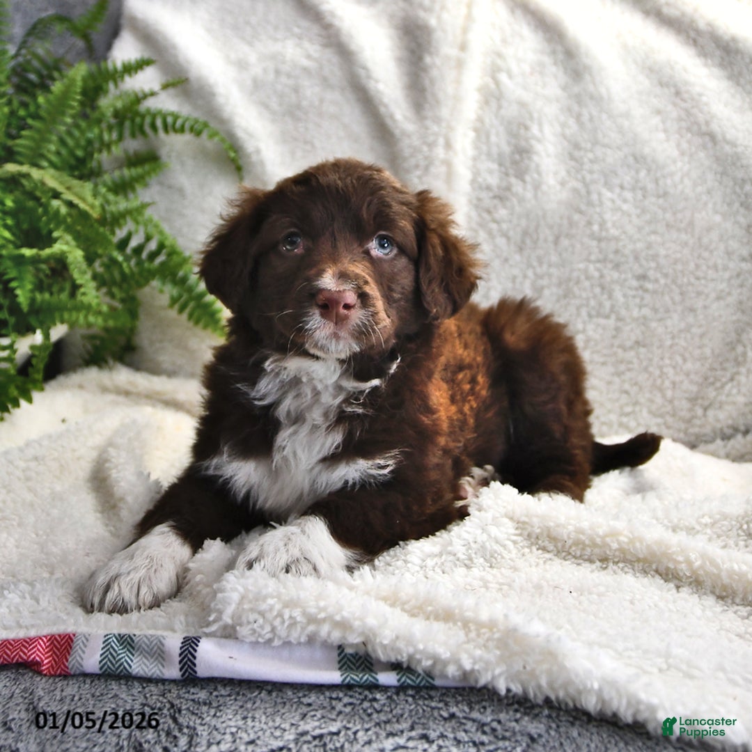 Portuguese Water Dog dogs for sale: Dusky - Ad 9