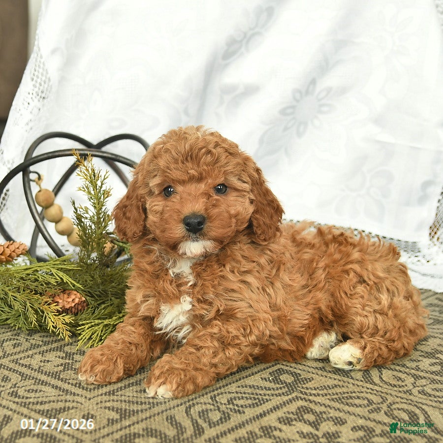 Miniature Poodle dogs Clementine - Ad 4