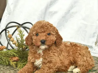 Miniature Poodle dogs Clementine - Ad 4