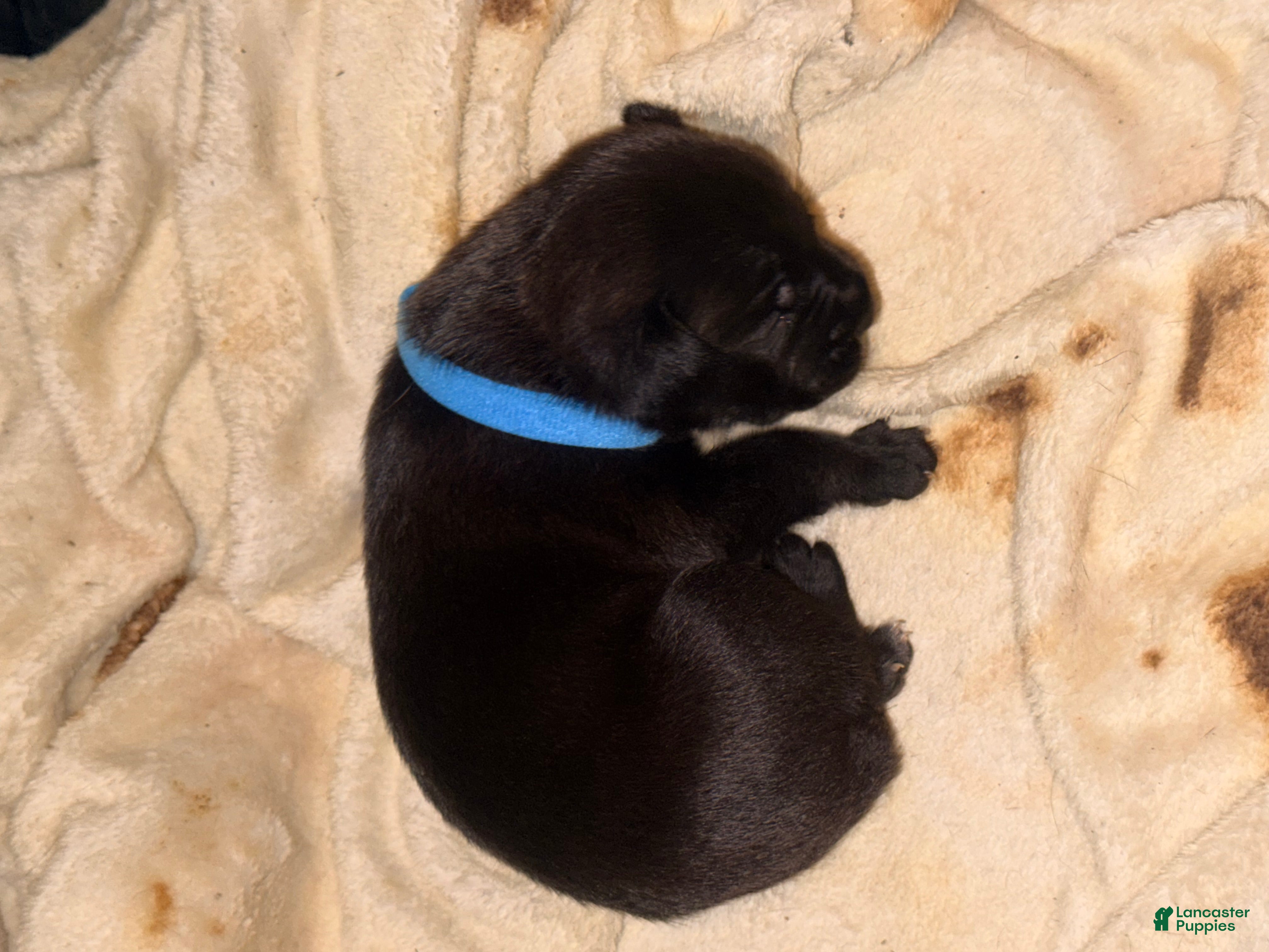Cane Corso dogs Rufus AKC blue collar - Ad 2