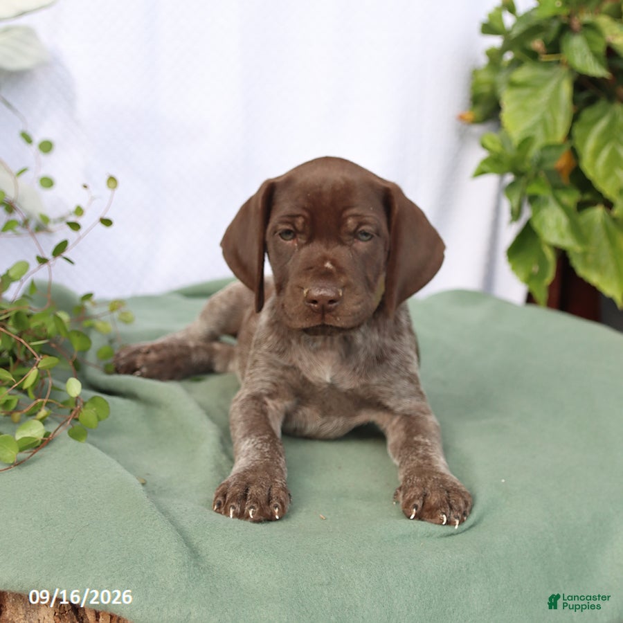 German Shorthaired Pointer dogs Melody - Ad 2