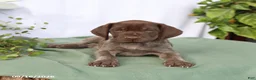 German Shorthaired Pointer dogs for sale: Melody - Ad 2