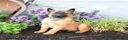 Belgian Malinois dogs for sale: Chief - Ad 3