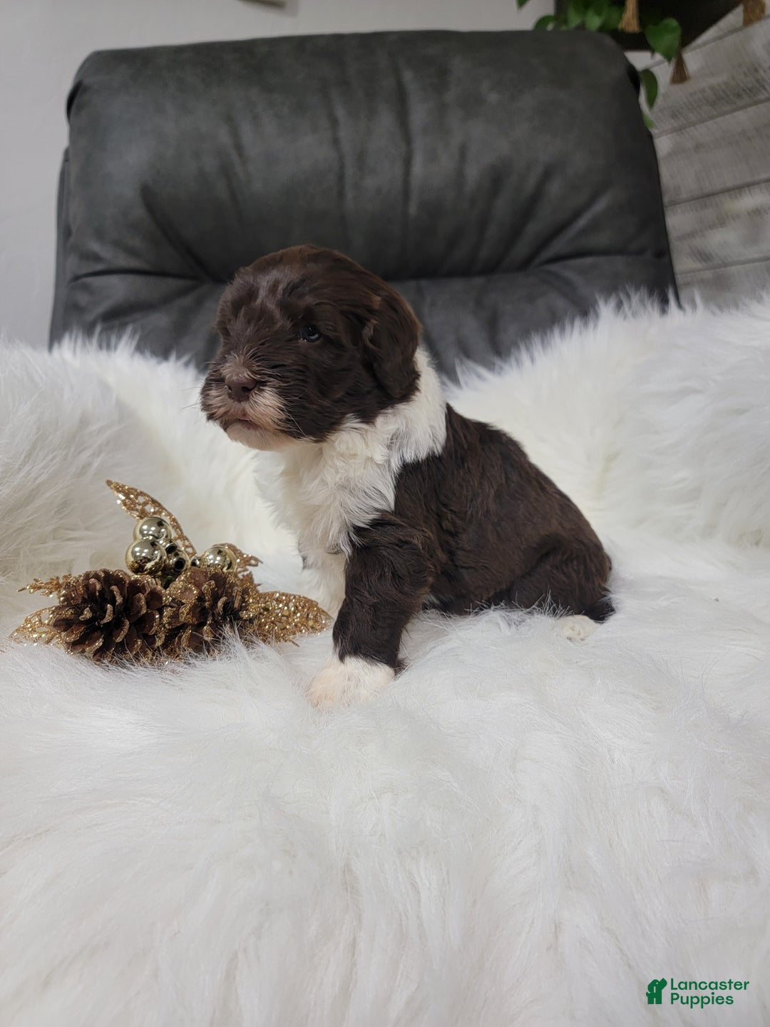 Portuguese Water Dog dogs for sale: Dasher - Ad 4